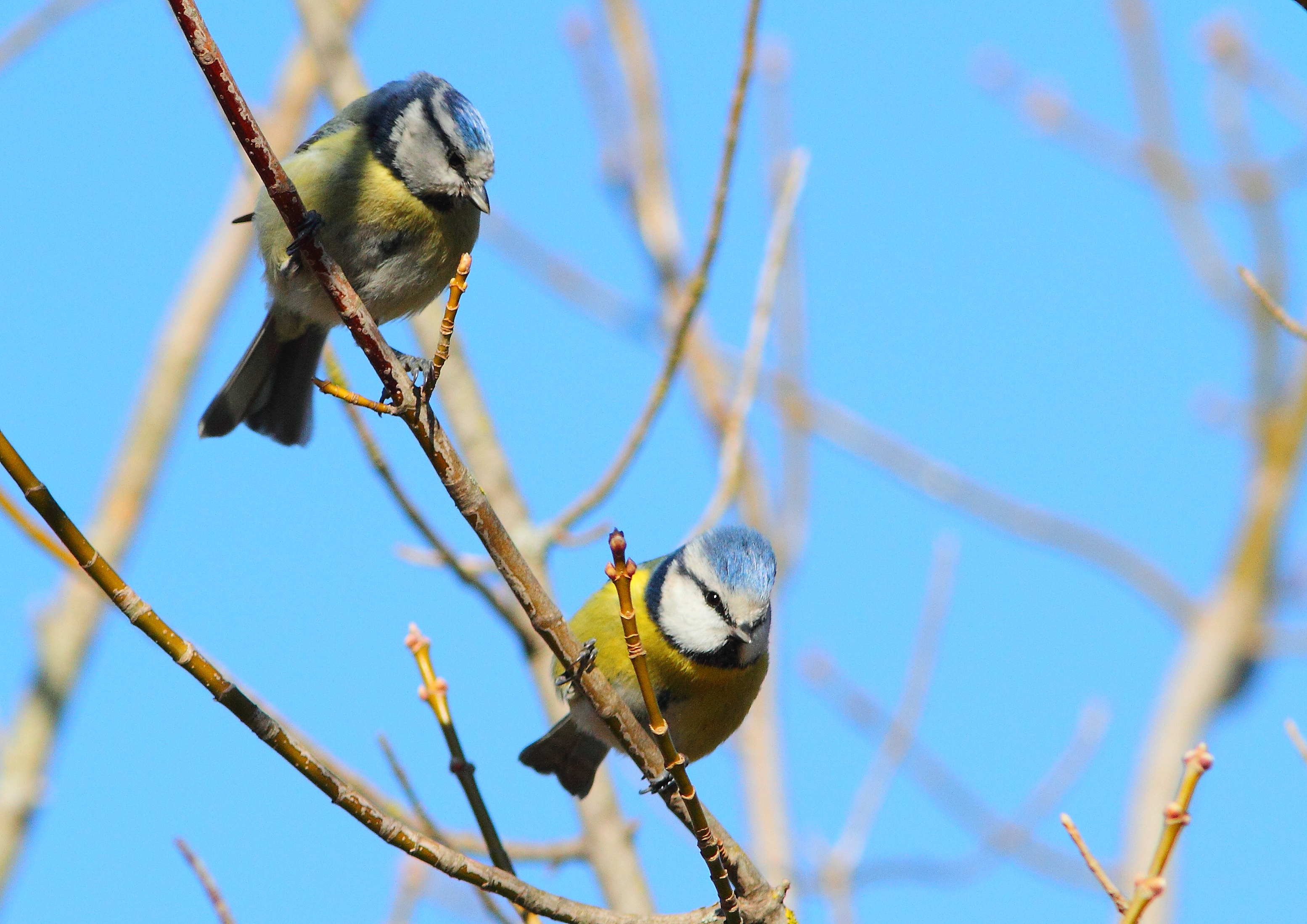 Mésange bleue © F.Nougaret